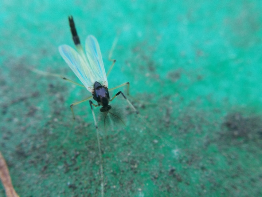 Chironomidae - árvaszúnyogok