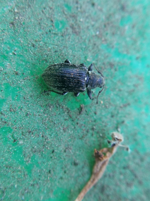 Phyllobius pyri - gyümölcsfa-levélormányos
