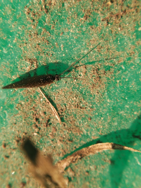 Sisyridae - szivacslegyek Sisyridae - szivacslegyek
