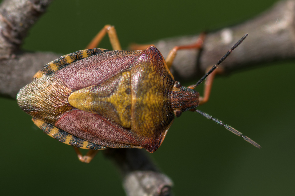 Carpocoris Carpocoris