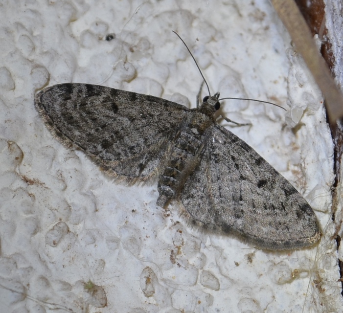 Eupithecia virgaureata - aranyvessző-törpearaszoló