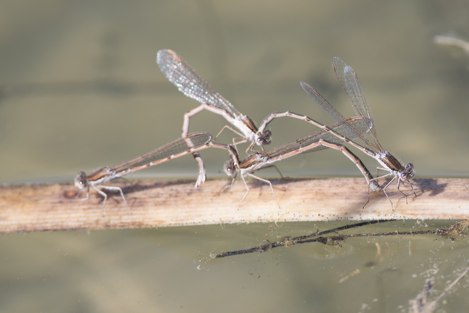Sympecma fusca - téli rablószitakötő