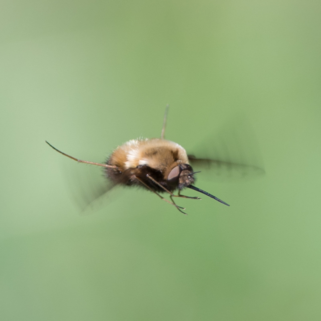 Bombylius discolor - feketefarú pöszörlégy