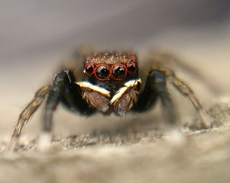 Euophrys frontalis - háromszöges ugrópók