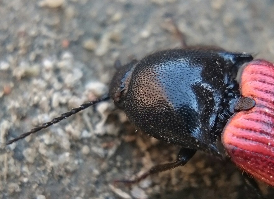 Ampedus