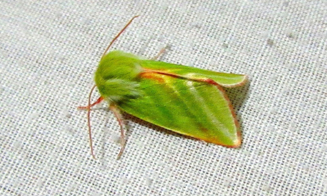 Pseudoips prasinana - bükkfa-zöldbagoly