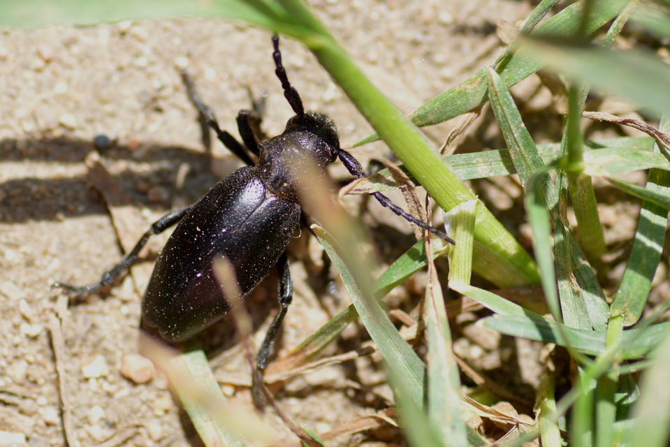 Dorcadion aethiops - fekete gyalogcincér