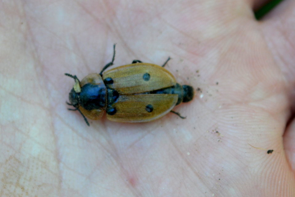 Dendroxena quadrimaculata - négypettyes dögbogár