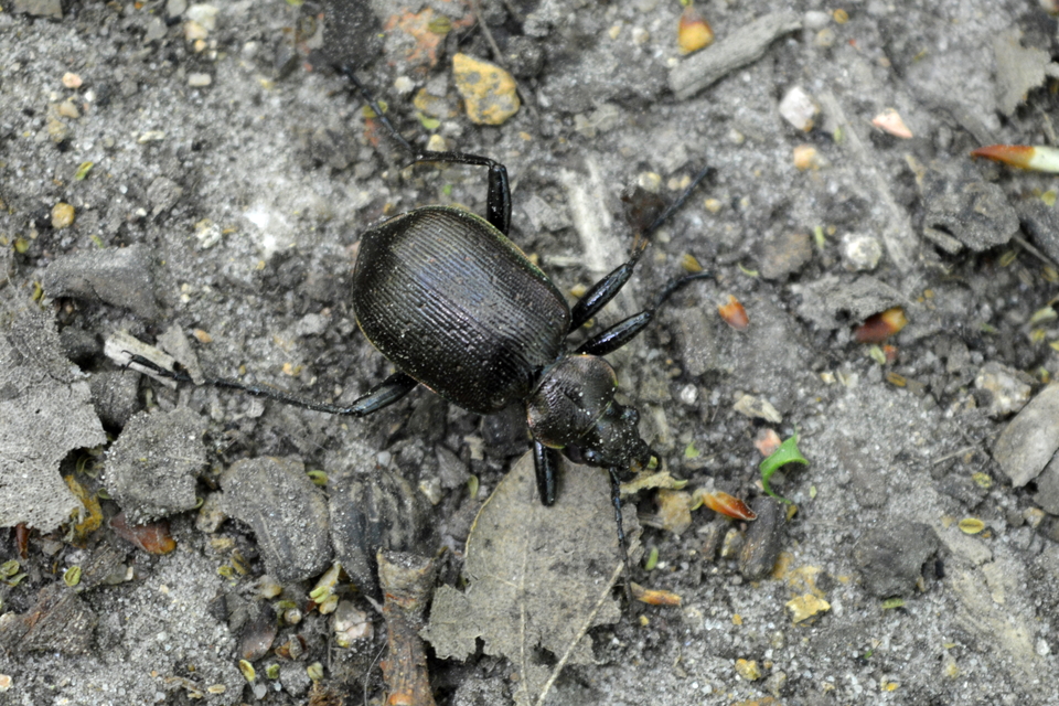 Calosoma inquisitor - kis bábrabló