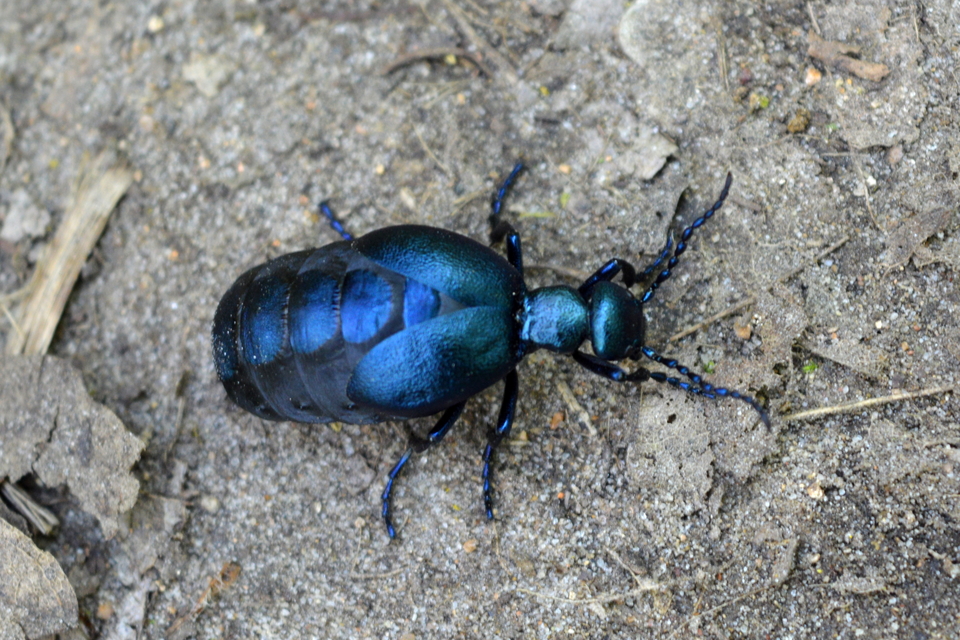 Meloe violaceus - kék nünüke