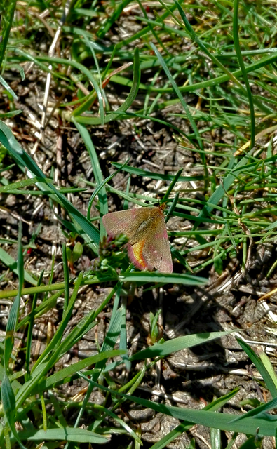 Lythria purpuraria - bíborsávos araszoló