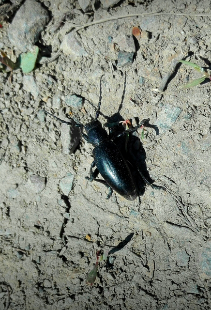 Dorcadion aethiops - fekete gyalogcincér