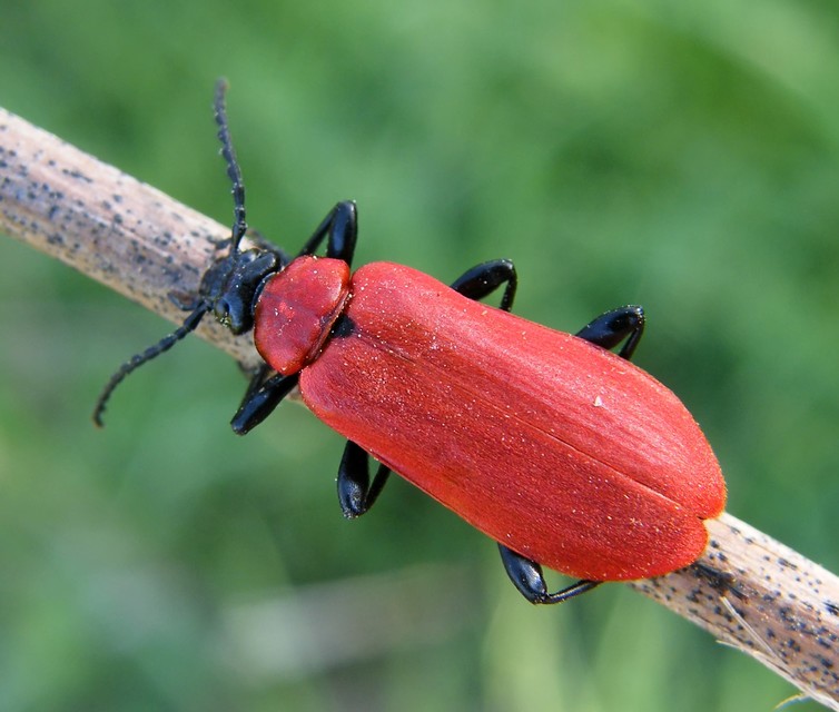 Pyrochroa coccinea - nagy bíborbogár