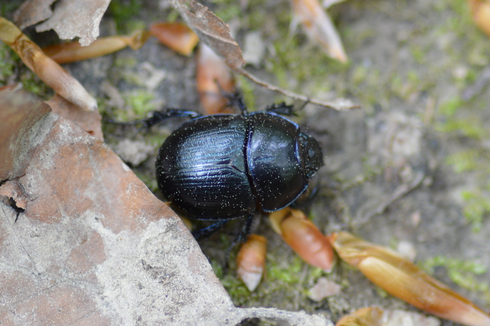 Anoplotrupes stercorosus - erdei álganéjtúró