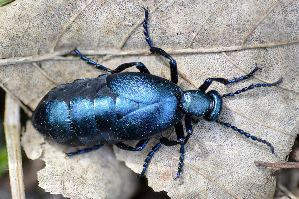 Meloe violaceus - kék nünüke