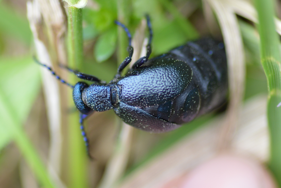 Meloe proscarabaeus - közönséges nünüke
