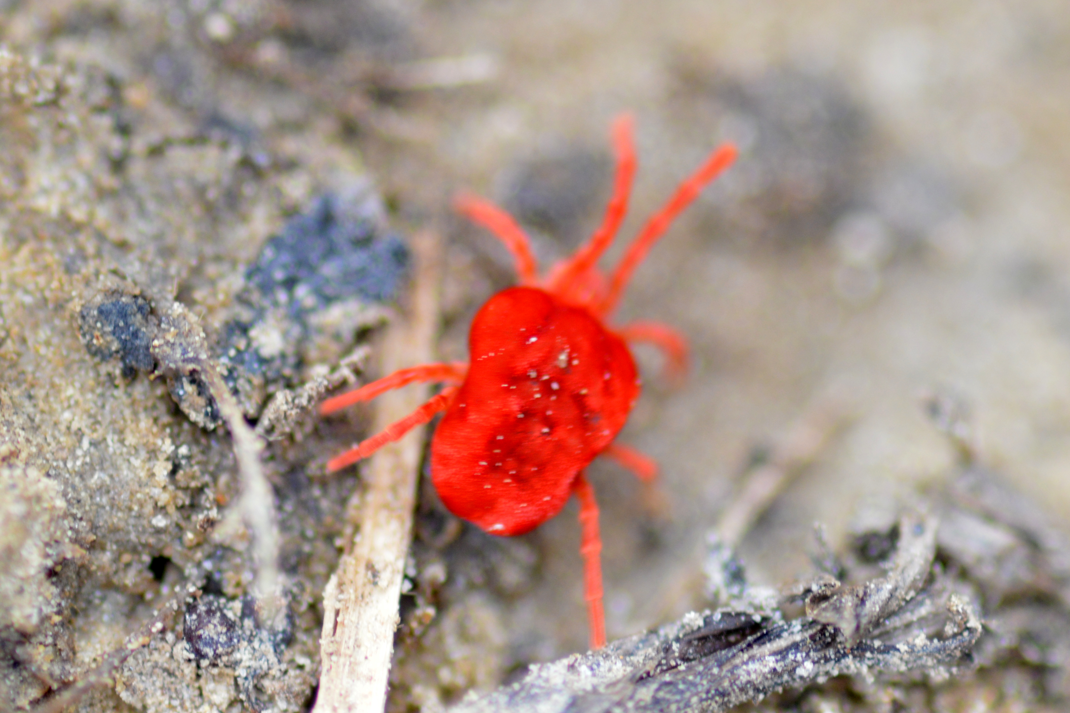 Trombidium
