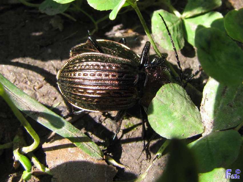 Carabus ulrichii - rezes futrinka