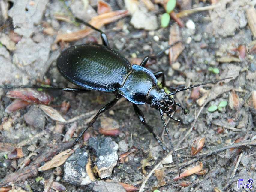 Carabus scheidleri - változó futrinka Carabus scheidleri - változó futrinka