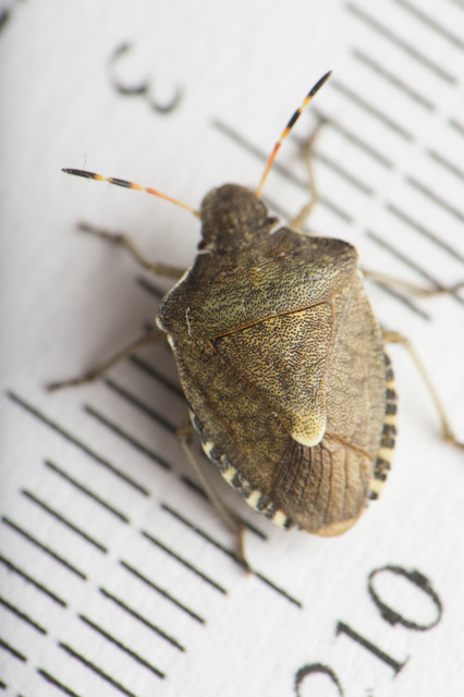 Peribalus strictus - tavaszi címerespoloska Peribalus strictus - tavaszi címerespoloska
