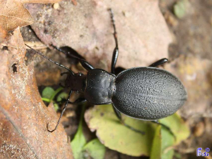 Carabus coriaceus - bőrfutrinka Carabus coriaceus - bőrfutrinka