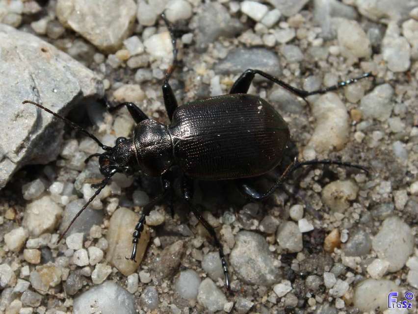 Calosoma inquisitor - kis bábrabló
