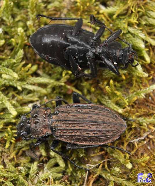 Carabus granulatus - mezei futrinka Carabus granulatus - mezei futrinka