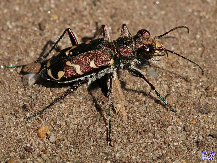 Cicindela soluta pannonica - pannon homokfutrinka