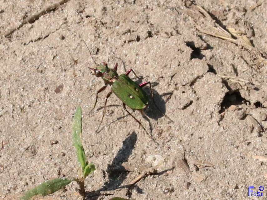 Cicindela campestris - mezei homokfutrinka