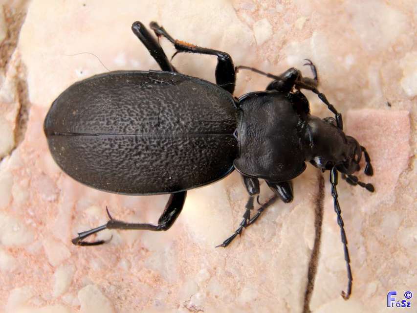 Carabus coriaceus - bőrfutrinka Carabus coriaceus - bőrfutrinka