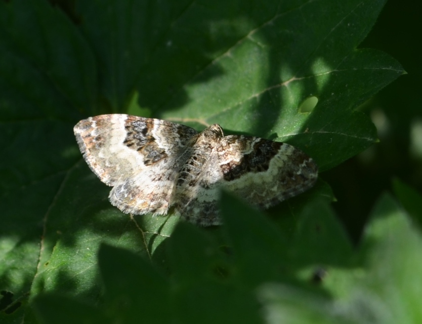 Epirrhoe alternata - galaj-tarkaaraszoló