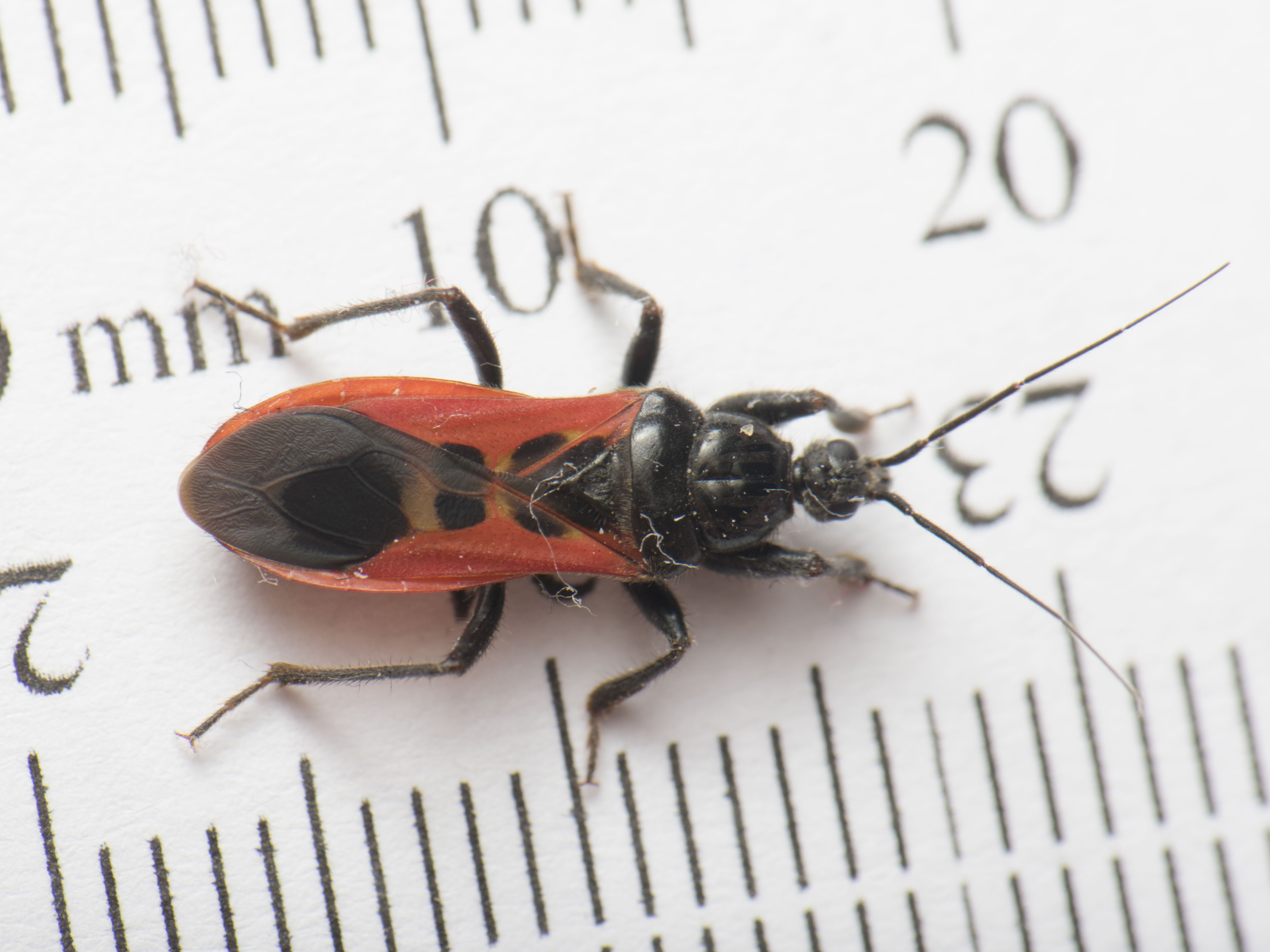 Peirates hybridus - foltos rablópoloska
