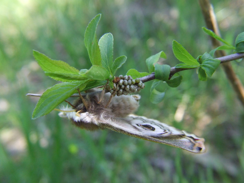 Saturnia pavoniella/pavonia