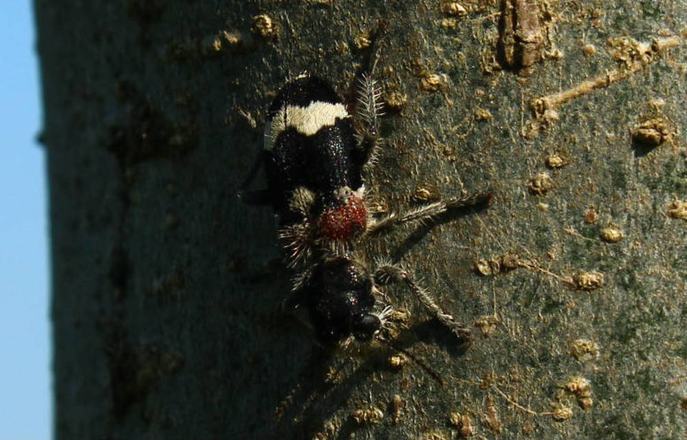 Clerus mutillarius - feketenyakú szúfarkas