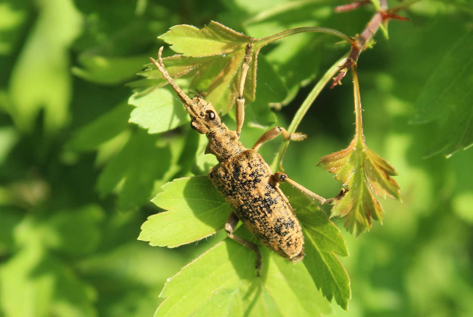 Rhagium sycophanta - tölgyes-tövisescincér