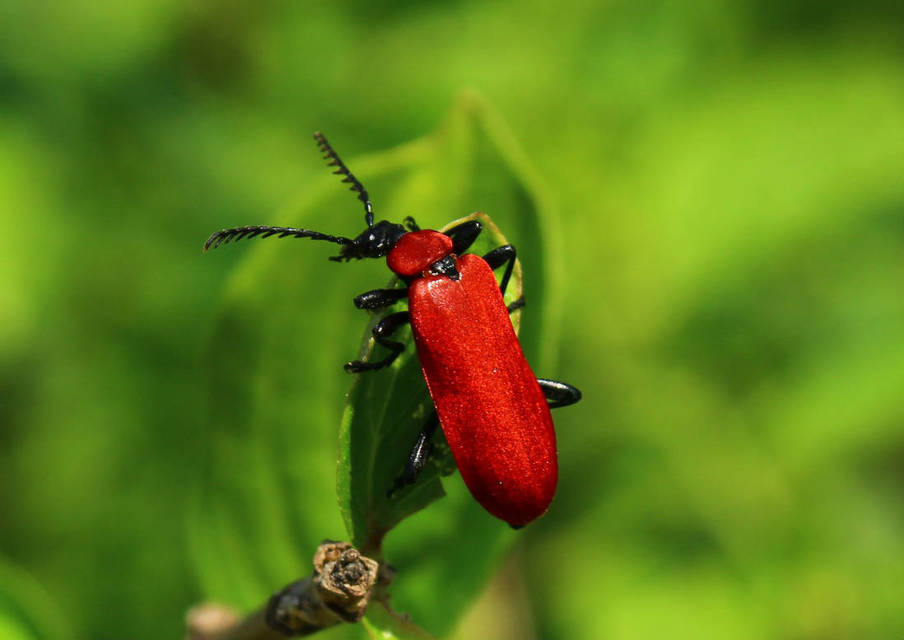 Pyrochroa coccinea - nagy bíborbogár