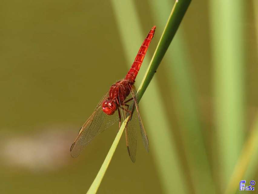 Crocothemis erythraea - skarlát szitakötő