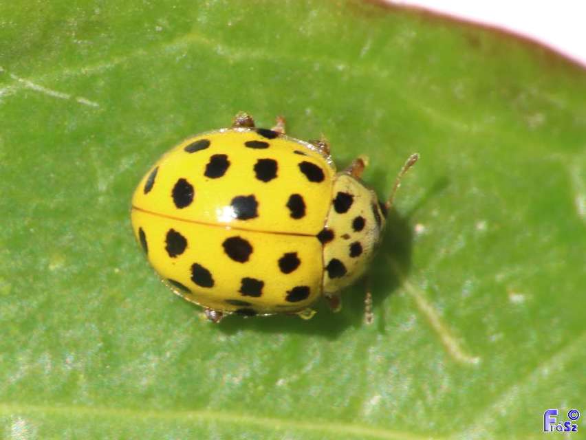 Psyllobora vigintiduopunctata - huszonkétpettyes katica