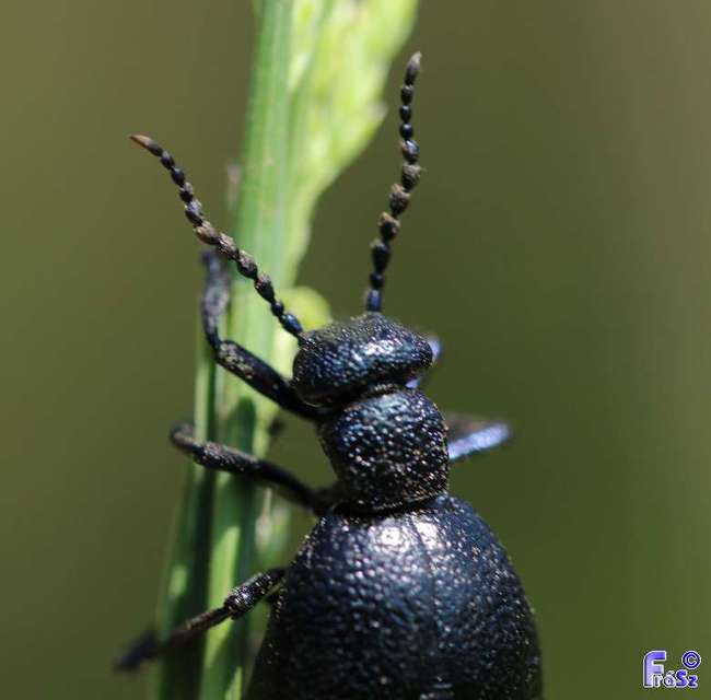 Meloe proscarabaeus - közönséges nünüke