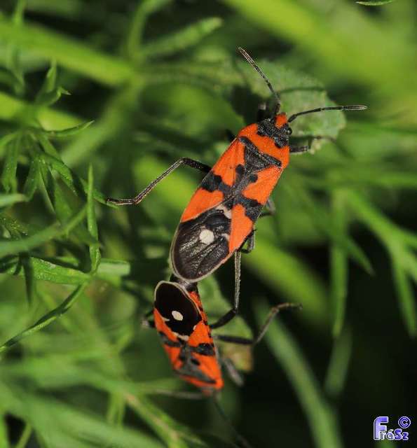 Lygaeus equestris/simulans