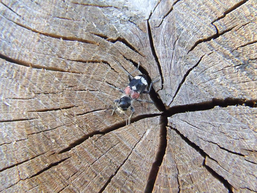 Clerus mutillarius - feketenyakú szúfarkas