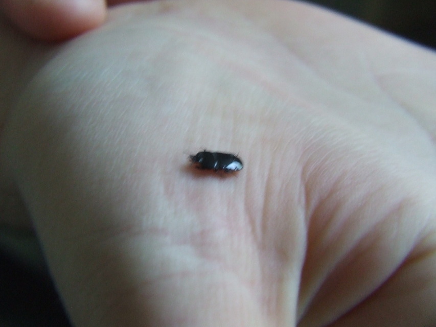 Hololepta plana - lemez-sutabogár