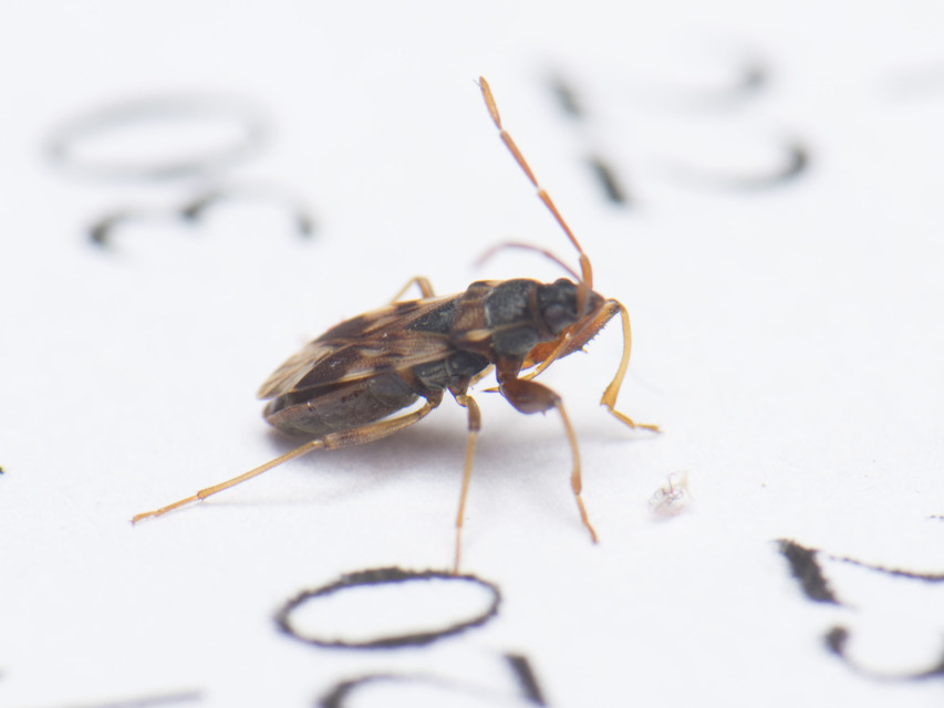 Scolopostethus pictus Scolopostethus pictus