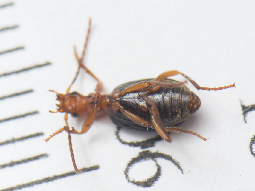 Brachinus explodens - kis pöfögőfutó