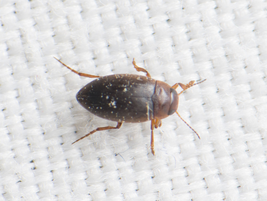 Hydroporus angustatus - karcsú kiscsíkbogár