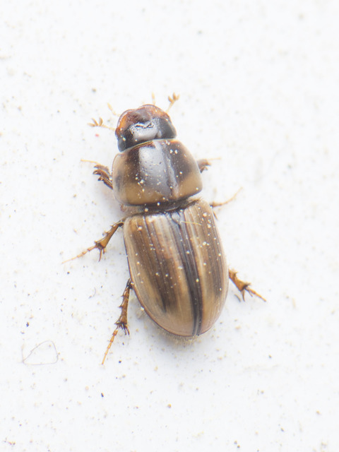 Aphodius lividus - turjáni trágyabogár
