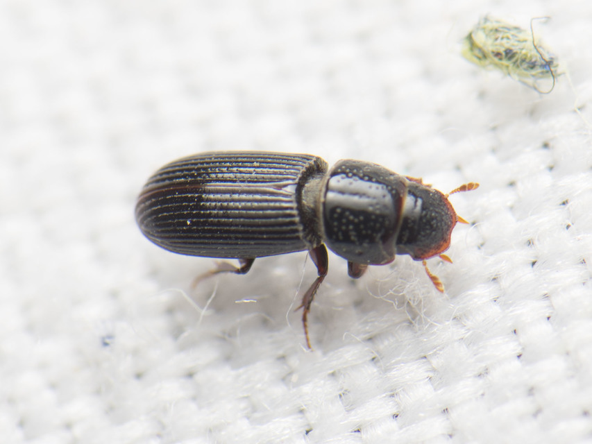 Pleurophorus caesus - hengeres trágyabogár