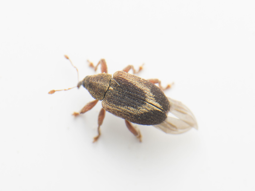 Lignyodes suturatus - barázdás kőrismagormányos