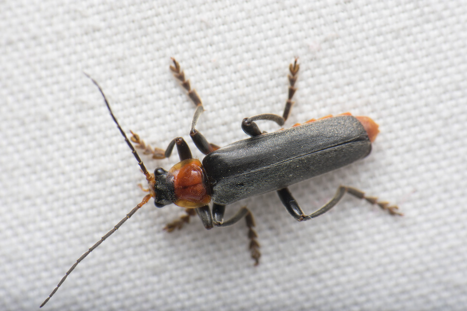 Cantharis fusca - közönséges lágybogár