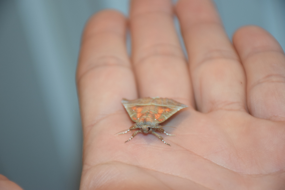 Scoliopteryx libatrix - vörös csipkésbagoly